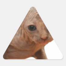Cute newborn sphynx kitten sticker