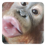 Cute Orangutan Baby Kiss stickers
