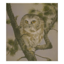 Cute Owl in Tree Art Poster Photo Art