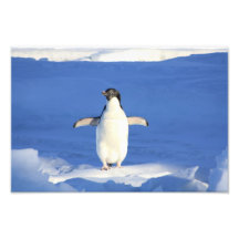 Cute Penguin Photo Art