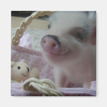 Cute Piglet Fridge Magnets