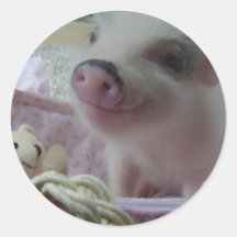 Cute Piglet Round Sticker