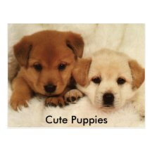 Cute Puppies Post Cards
