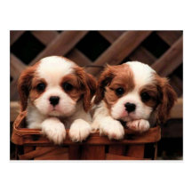 Cute puppies postcard