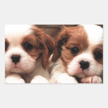Cute puppies rectangle sticker