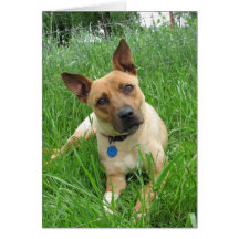 Cute Puppy 5741 Card