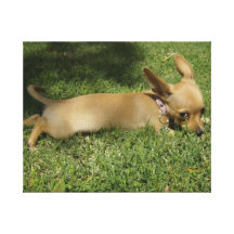 cute puppy gallery wrap canvas