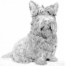 Cute Scottish Terrier dog art Photo Cut Out