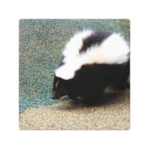 Cute Skunk  Canvas Print