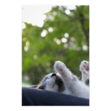 Cute Sleeping Kitten Art Photo