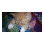 Cute Sleeping Kitten Personalized Photo Card