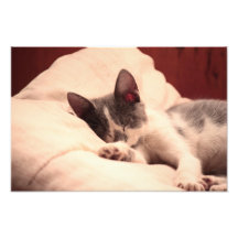 Cute Sleeping Kitten Photo