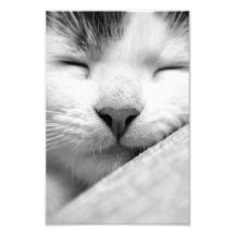 Cute sleeping kitten photo art