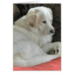 Cute Small White Dog Portrait Greeting Cards