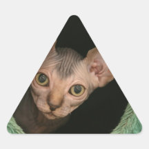 Cute sphynx kitten stickers