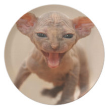 Cute sphynx kitten with tongue out dinner plate