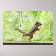 Cute Squirrel Doing Tai Chi Poster