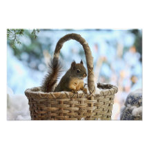 Cute Squirrel in a Basket in Winter Art Photo