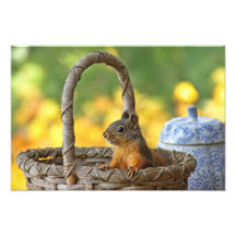 Cute Squirrel in a Basket Photo Print