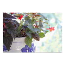 Cute Squirrel in a Flower Pot Art Photo