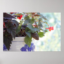 Cute Squirrel in a Flower Pot Posters
