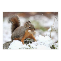 Cute Squirrel in Snow with Peanut Photo Art