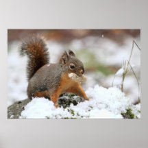 Cute Squirrel in Snow with Peanut Poster