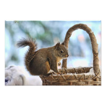 Cute Squirrel in Winter Photo