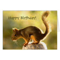 Cute Squirrel on a Cookie Jar cards