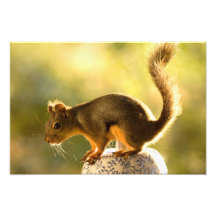 Cute Squirrel on a Cookie Jar Photograph