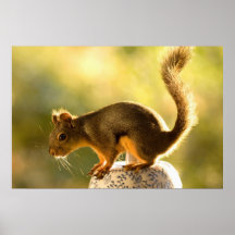 Cute Squirrel on a Cookie Jar Print