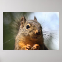 Cute Squirrel Smiling Closeup Photo Print