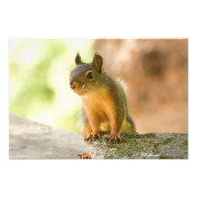 Cute Squirrel Smiling Photographic Print