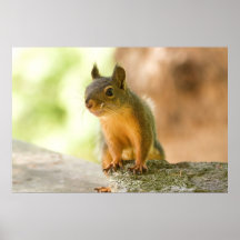 Cute Squirrel Smiling Posters