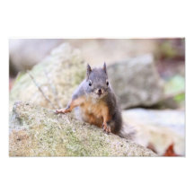 Cute Squirrel Staring Photo
