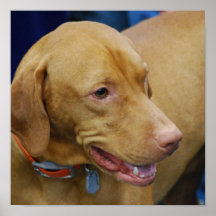 Cute Vizsla Dog Poster