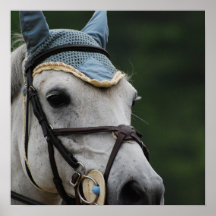 Cute White Pony Poster
