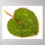 Cyclamen leaf poster