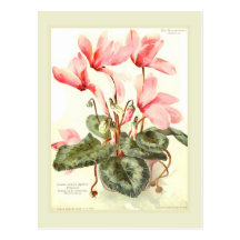 Cyclamen Postcard