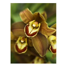 Cymbidium Orchid Postcard
