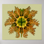 Cynthia melocactus, Ernst Haeckel Print