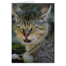 Da Cat Card