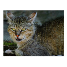 Da Cat Post Cards