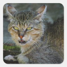 Da Cat Stickers
