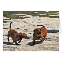 Dachshunds Greeting Cards