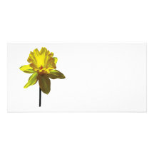 Daffodil Looking Up Photo Card