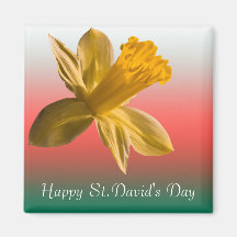Daffodil Magnet