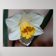 Daffodill Poster
