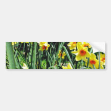 Daffodils In Blossom Bumper Sticker