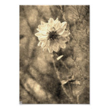 Dahlia Art Photo